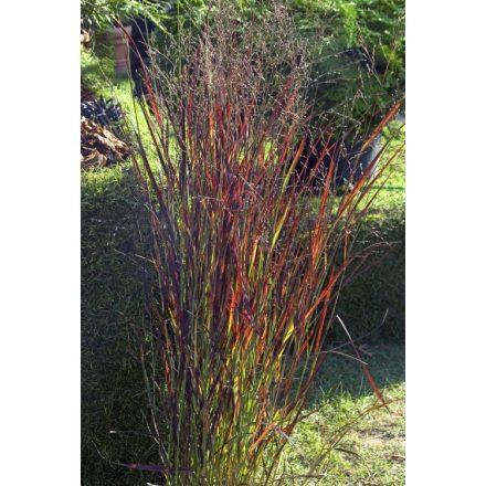 Panicum virgatum Heiliger Hain- vesszős köles