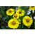 Helenium autumnale Helena Gold - napfényvirág
