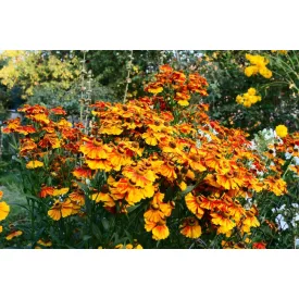 Helenium autumnale Helena Red Shades - napfényvirág
