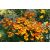 Helenium autumnale Helena Red Shades - napfényvirág