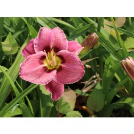Hemerocallis Allways Afternoon - sásliliom, újravirágzó