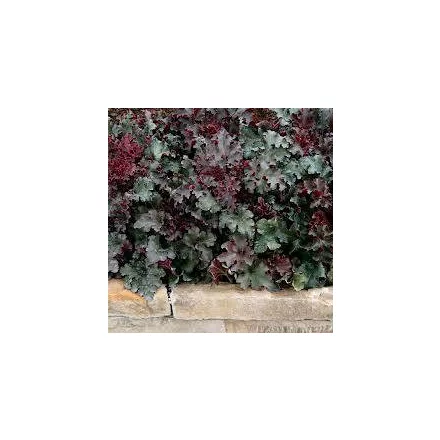 Heuchera a. Cassian - bíborlevelű tűzeső