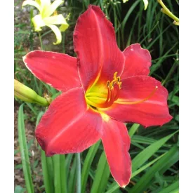 Hemerocallis Anzac - sásliliom, újravirágzó