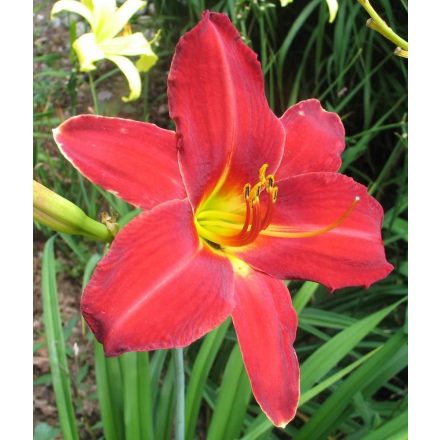 Hemerocallis Anzac - sásliliom, újravirágzó