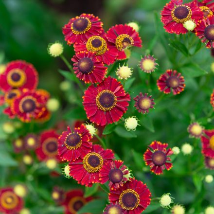 Helenium autumnale HayDay Red -  Red őszi napfényvirág