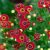Helenium autumnale HayDay Red -  Red őszi napfényvirág