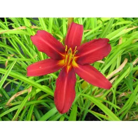 Hemerocallis Autumn Red -  sásliliom