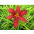 Hemerocallis Autumn Red -  sásliliom