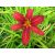 Hemerocallis Autumn Red -  sásliliom