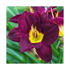 Hemerocallis Bela Lugosi - sásliliom