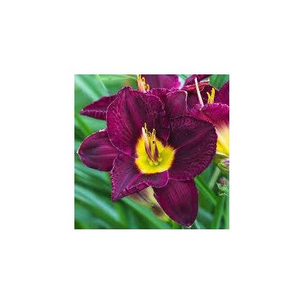 Hemerocallis Bela Lugosi - sásliliom