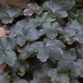 Heuchera Blackout - tűzeső