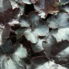 Heuchera Blackout - tűzeső