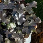 Heuchera Blackout - tűzeső