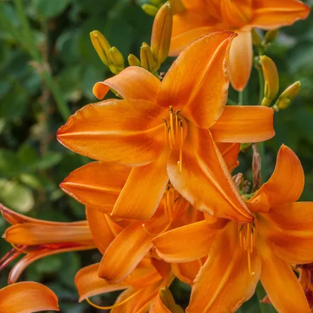 Hemerocallis Burning Daylight - sásliliom