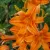 Hemerocallis Burning Daylight - sásliliom