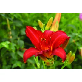 Hemerocallis Campfire Embers - sásliliom Campfire Embers