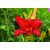 Hemerocallis Campfire Embers - sásliliom Campfire Embers