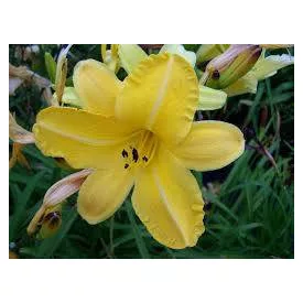 Hemerocallis Cartwheels - sásliliom