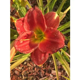 Hemerocallis Chicago Fire - sásliliom