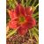 Hemerocallis Chicago Fire - sásliliom