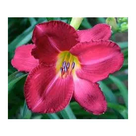 Hemerocallis Charles Johnston- sásliliom/ újravirágzó