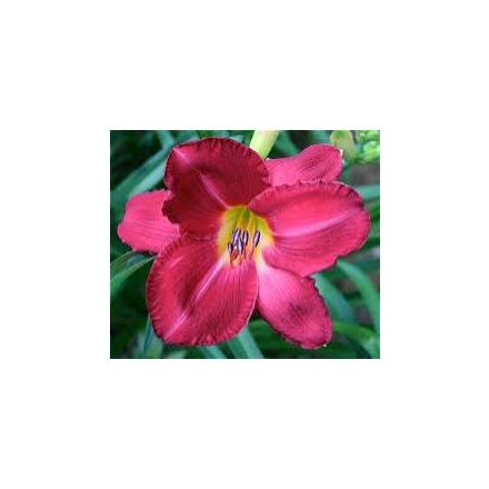 Hemerocallis Charles Johnston- sásliliom/ újravirágzó