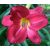 Hemerocallis Charles Johnston- sásliliom/ újravirágzó
