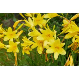 Hemerocallis citrina - sásliliom