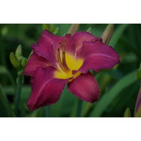 Hemerocallis Dominic - sásliliom, újravirágzó