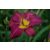 Hemerocallis Dominic - sásliliom, újravirágzó