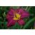 Hemerocallis Dominic - sásliliom, újravirágzó