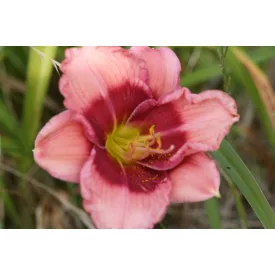 Hemerocallis Dragon's Eye - sásliliom, újravirágzó