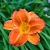 Hemerocallis Everydaylily Orange - sásliliom