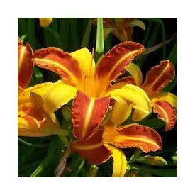 Hemerocallis Frans Hals - sásliliom