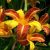 Hemerocallis Frans Hals - sásliliom