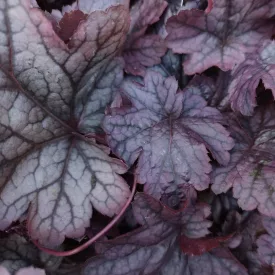 Heuchera Frost - tűzeső