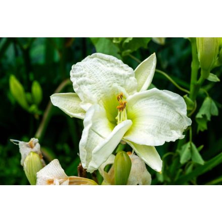 Hemerocallis Gentle Shepherd - sásliliom Gentle Shephard