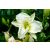 Hemerocallis Gentle Shepherd - sásliliom Gentle Shephard