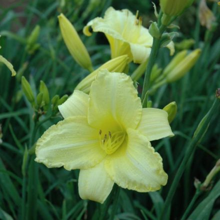 Hemerocallis Happy Returns - sásliliom, újravirágzó