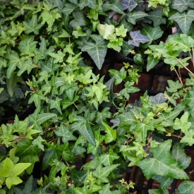 Hedera helix Balkon - borostyán