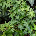 Hedera helix Balkon - borostyán