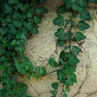 Hedera helix Perint - borostyán