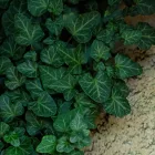 Hedera helix Perint - borostyán