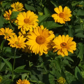   Heliopsis helianthoides var. scabra Summer Sun - napszemvirág