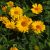 Heliopsis helianthoides var. scabra Summer Sun - napszemvirág