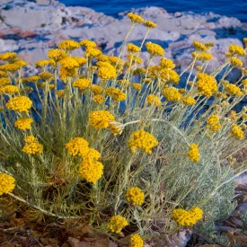 Helichrysum italicum Compact Curry - olasz szalmagyopár
