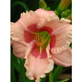 Hemerocallis Janice Brown - sásliliom, újravirágzó