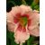 Hemerocallis Janice Brown - sásliliom, újravirágzó