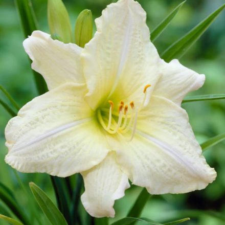 Hemerocallis Joan Senior- sásliliom, újravirágzó
